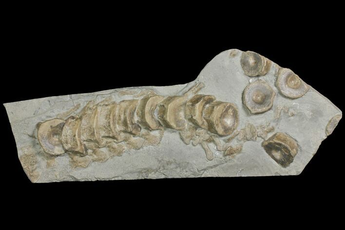Plate Of Fossil Ichthyosaur Vertebrae - Germany #150174